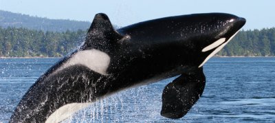 Canada receives China's approved destination status